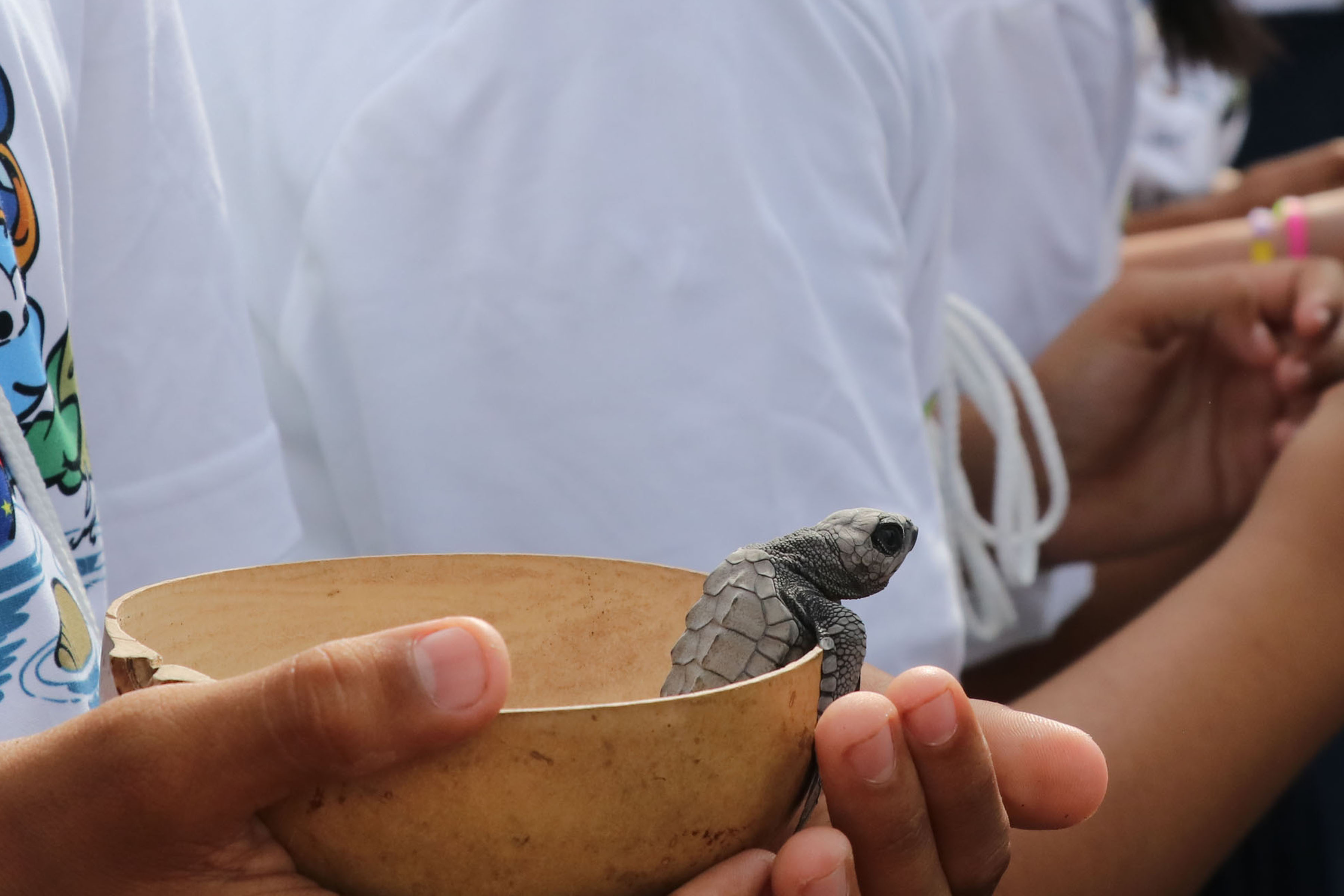 Las tortugas parlamas son presa de la caza ilegal para extraerles los huevos que son comercializados posteriormente. Imagen ilustrativa. (Foto Prensa Libre: Carlos Paredes) 