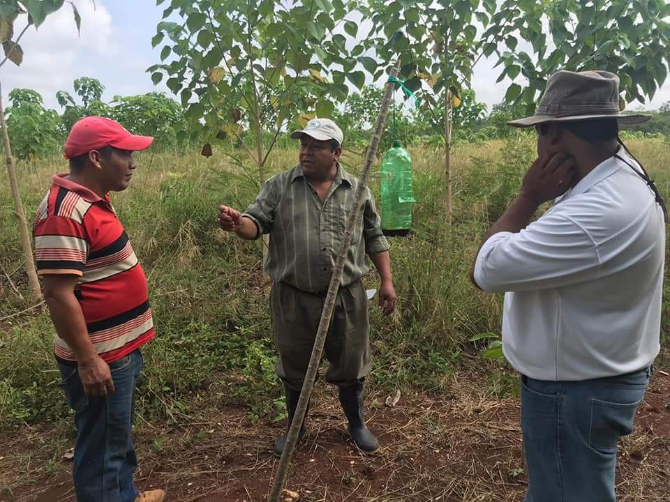 Pobladores aprenden a colocar trampas para hongos transmisores de enfermedades que afecta a árboles de cedro y caoba. (Foto Prensa Libre: Dony Stewart)