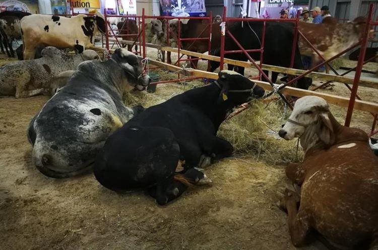 Semana del Ganadero y Expoleche