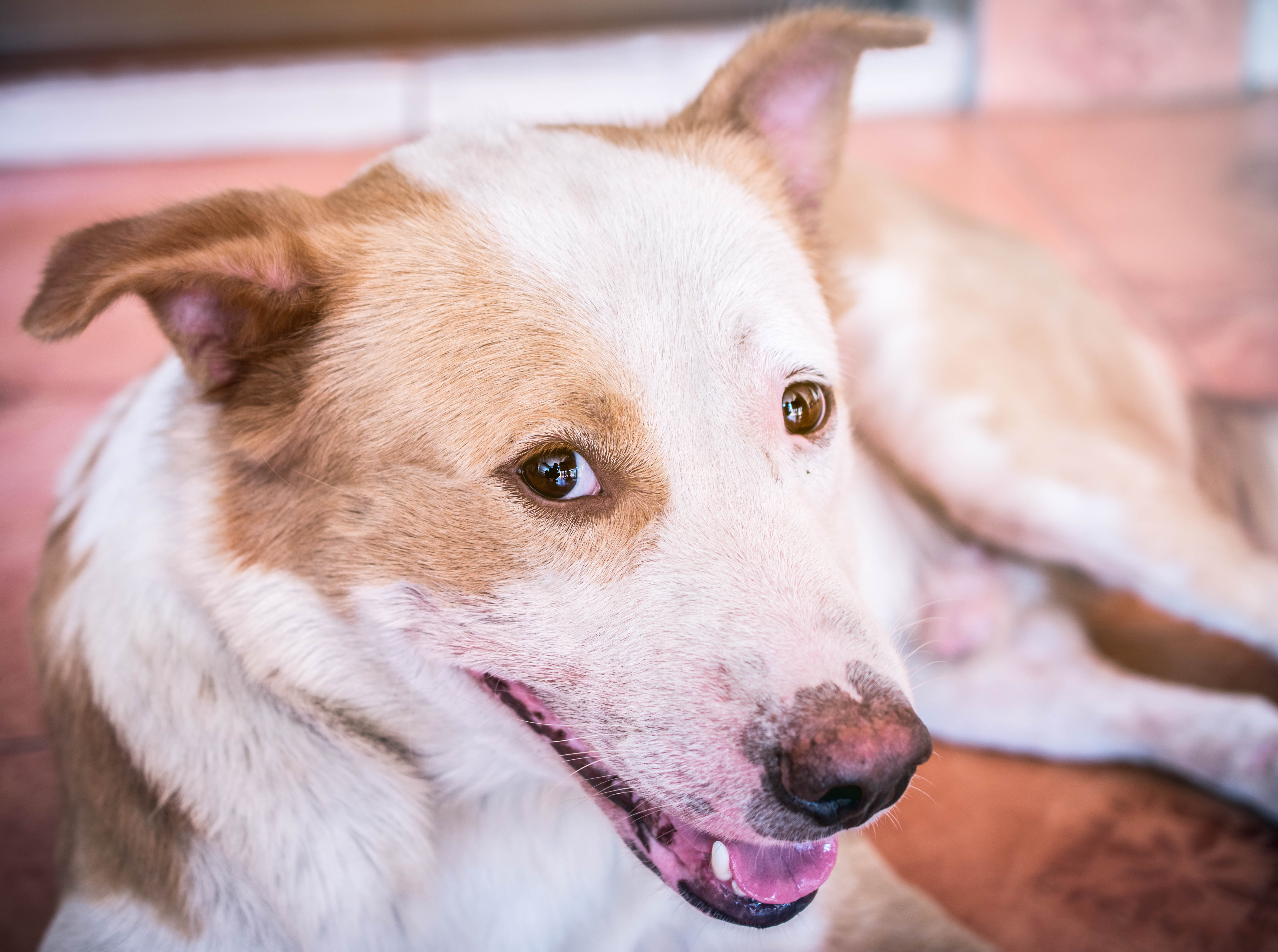 Vacunación es vital para prevenir la rabia en perros y gatos. Foto Prensa Libre: servicios