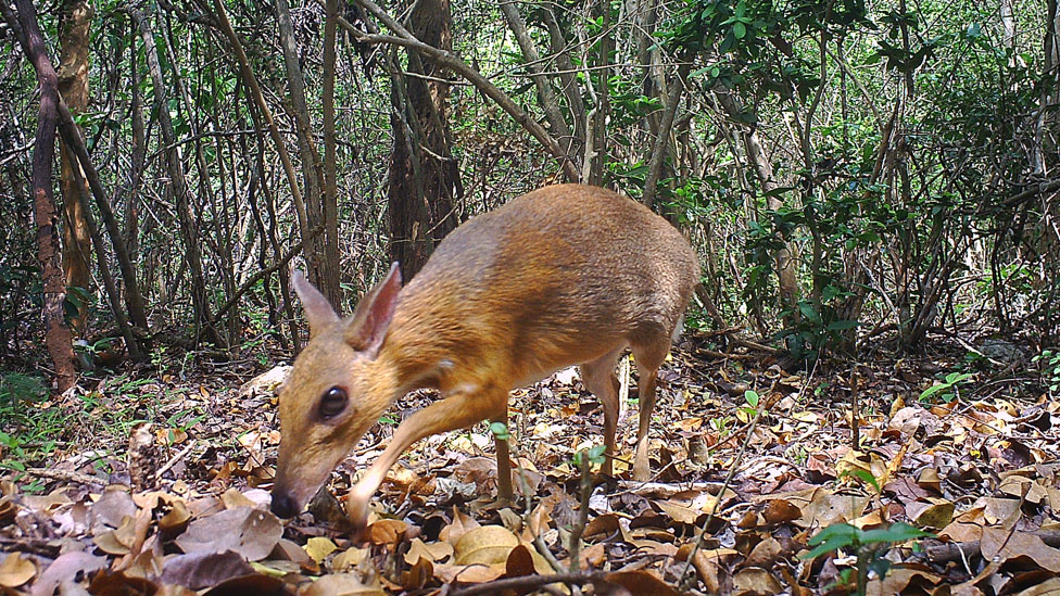 El ciervo ratón está gravemente amenazado por la caza indiscriminada con trampas caseras de alambre. GLOBAL WILDLIFE CONSERVATION