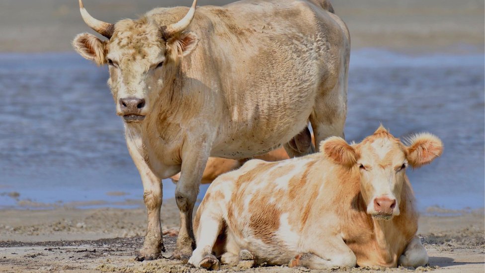 Si bien las vacas saben nadar, su travesía de varios kilómetros está fuera de las habilidades conocidas de estos animales.