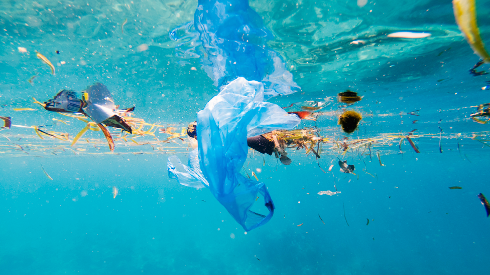 "Seguramente es perjudicial que las crías de peces ingieran partículas de plástico en la etapa crítica de los primeros días de vida", afirmó Gareth Williams. GETTY IMAGES