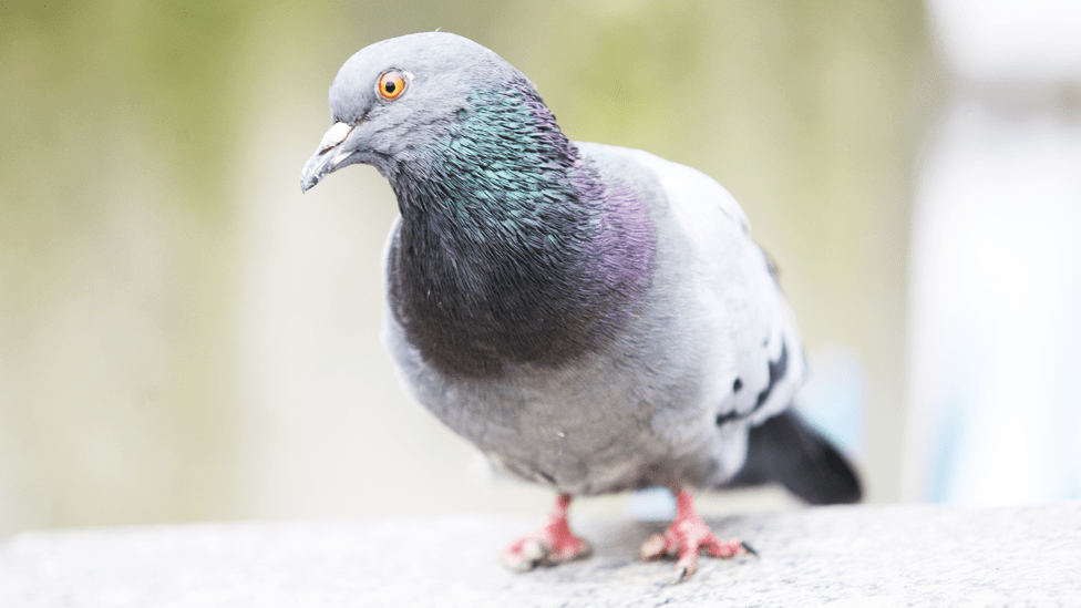 Las mutilaciones en los dedos de las palomas se deben a causas humanas, según el investigador francés Frédéric Jiguet. Foto: Getty Images