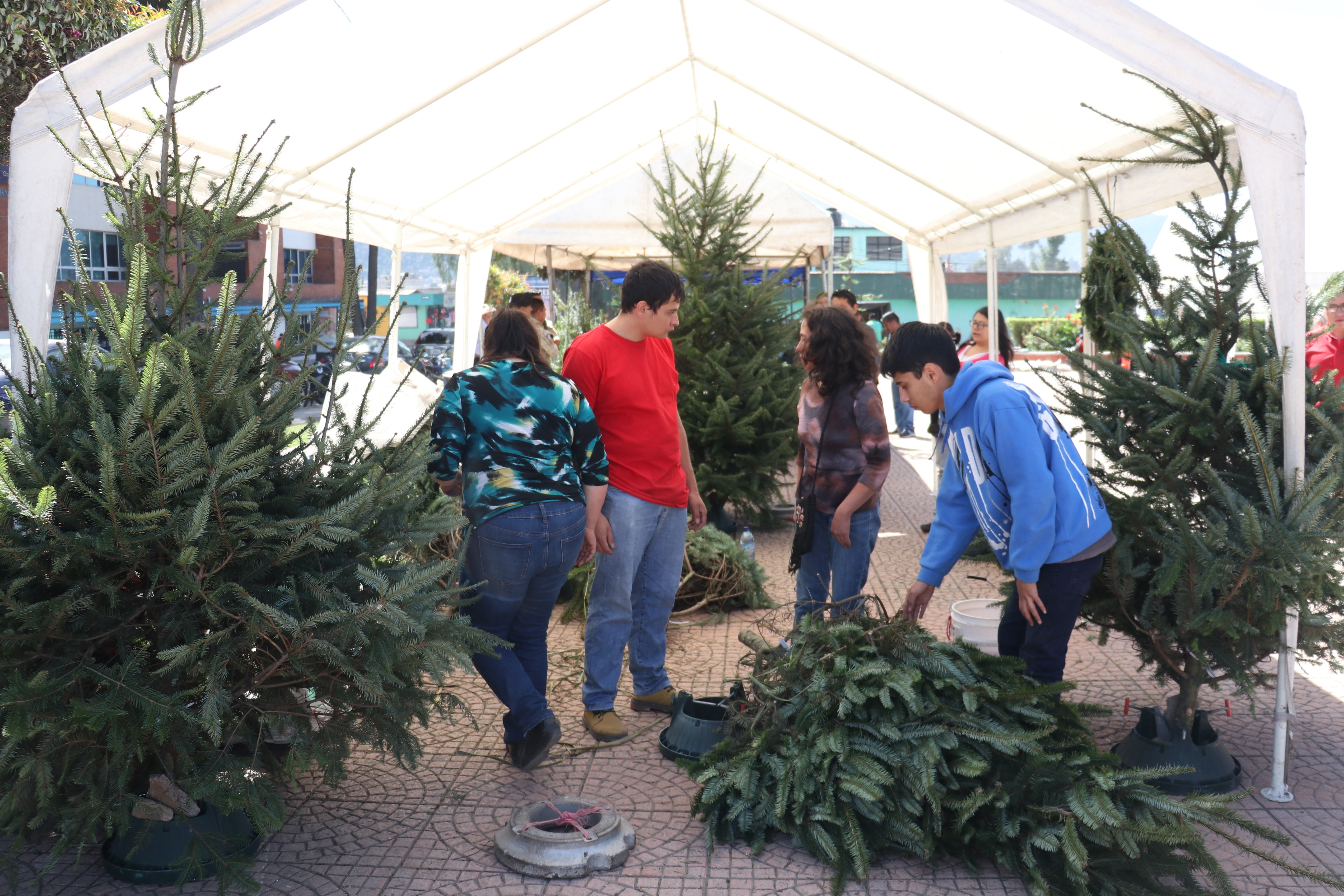 Ocho productores de Quetzaltenango estarán ofreciendo plantas de pinabete. (Foto Prensa Libre: Raúl Juárez)