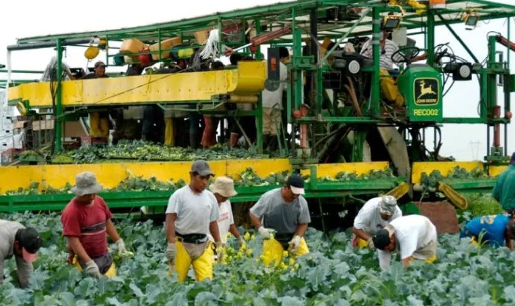 Muchos migrantes guatemaltecos laboran en las granjas y procesadoras de tomates y hortalizas en Estados Unidos.  (Foto Prensa Libre: Hemeroteca PL)