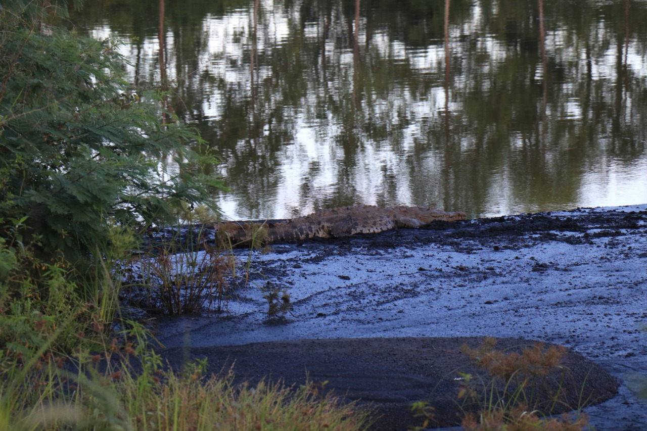 Un cocodrilo americano descansa en una de las zonas de la reserva natural Setal. (Foto Prensa Libre: Dony Stewart)