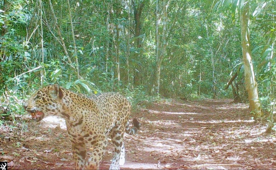 Jaguar captado cerca del campamento de la Carmelita, San Andrés, Petén. (Foto Prensa Libre: Cooperativa Carmelita). 