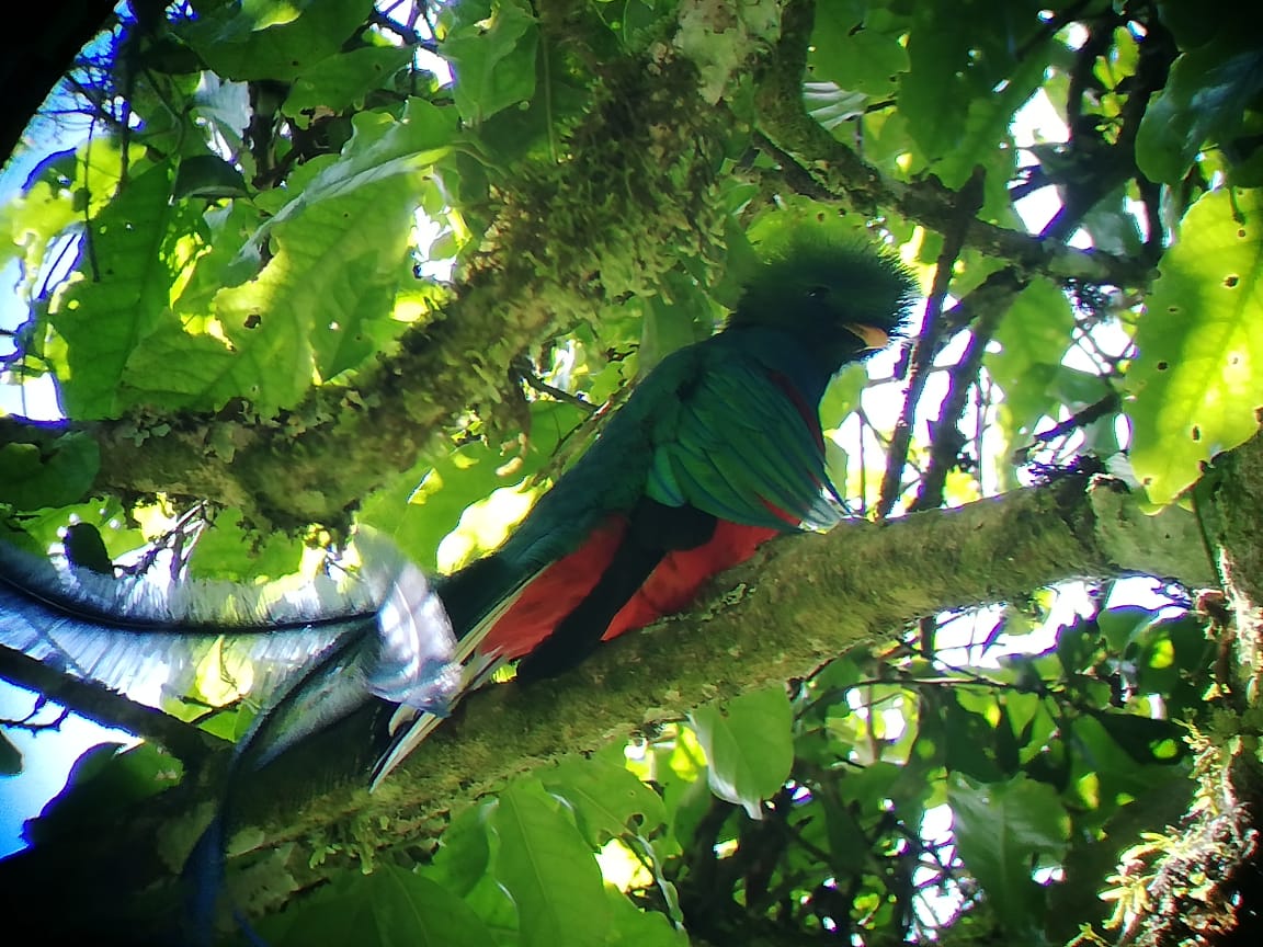 Un quetzal fue visto en un área del Parque Regional Municipal Mirador Rey Tepepul de Santiago Atitlán. (Foto Prensa Libre: Conap Sololá)