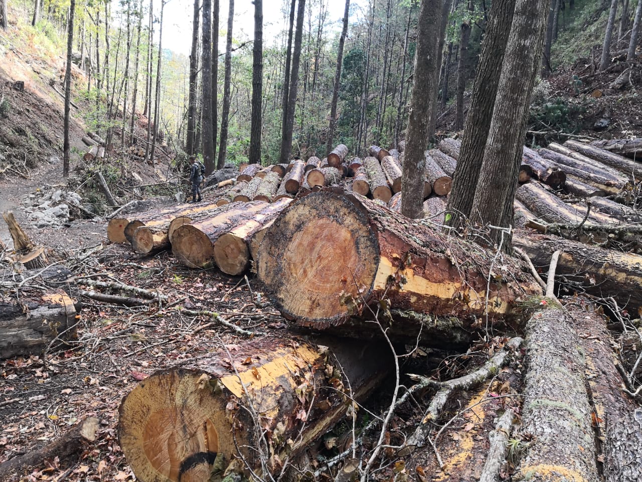 Las talas ilegales son una de las principales amenazas de los bosques en Guatemala. (Foto Hemeroteca PL) 
