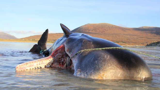 Para los habitantes de la isla de Harris, en Escocia, la aparición del cachalote con basura es una muestra del creciente problema de la contaminación marina. (SMASS)