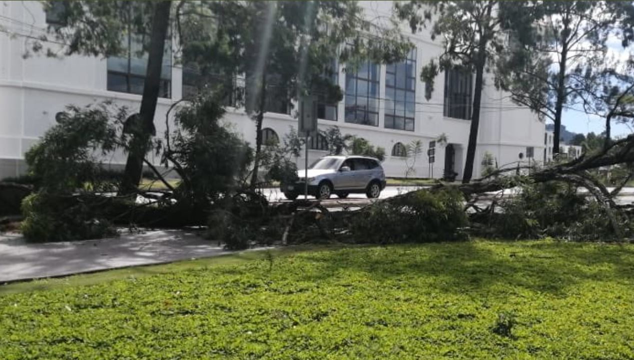 Un árbol en el bulevar Austriaco impide el paso de vehículos. (Foto Prensa Libre: Conred)