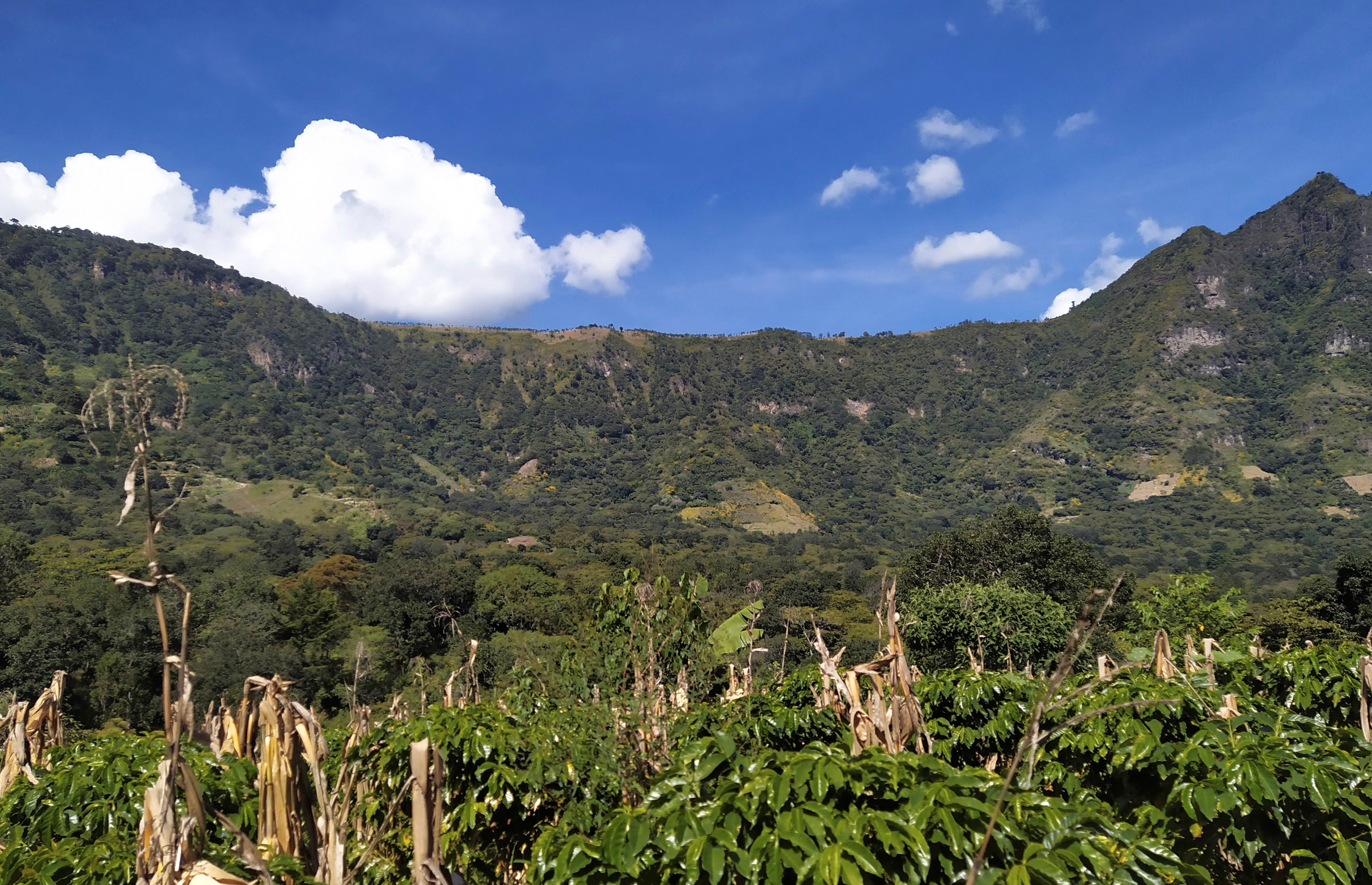 Vista general del cultivo bajo la forma tradicional maya de la "milpa", en San Juan La Laguna. La sabiduría de los indígenas mayas lacandones dice que cuando un árbol cae, cae una estrella del cielo, y con esa filosofía los pueblos descendientes de la antigua civilización mesoamericana mantienen hoy en día un concepto de sostenibilidad basado en el cuidado a la naturaleza. Los actuales mayas guardan celosamente el legado de sus ancestros, para quienes la madre Tierra era la fuente proveedora de vida, y por eso la respetaban. Foto Prensa Libre: EFE