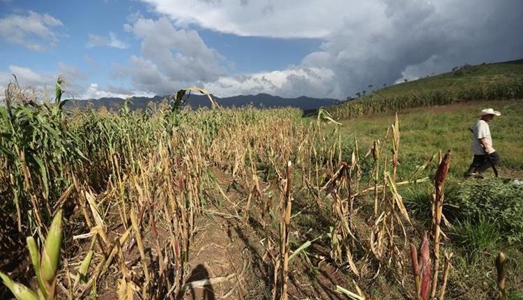 Agricultura, atracción de inversión, generación de empleo, transparencia de las finanzas, comercio, son algunos de las demandas que deberán atender los nuevos funcionarios. (Foto, Prensa Libre: Hemeroteca PL).