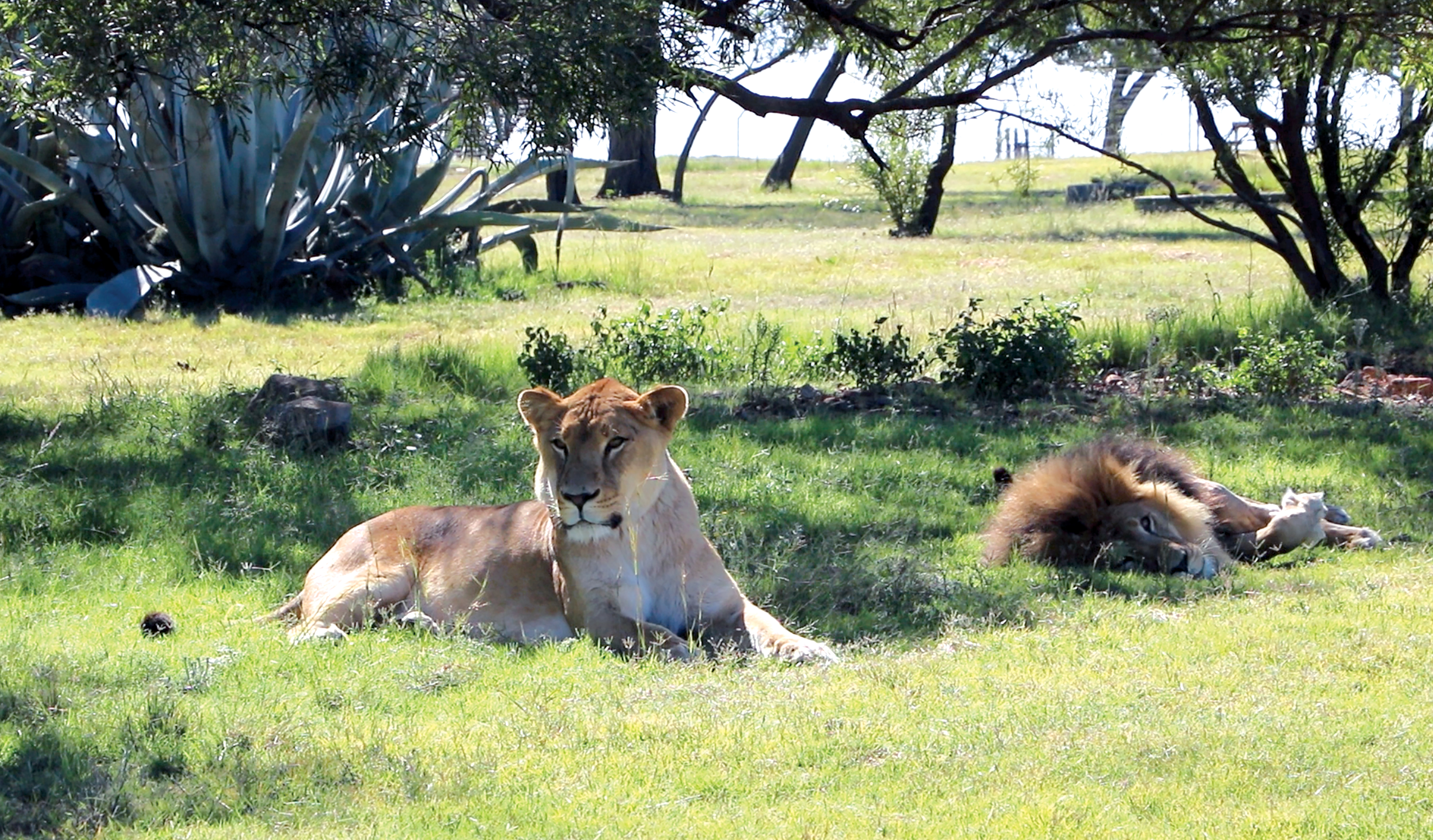 Los felinos recatados de circos en Guatemala llegaron a ADI Wildlife Sanctuary en Sudáfrica el pasado 21 de enero. (Foto Prensa Libre: Cortesía)
