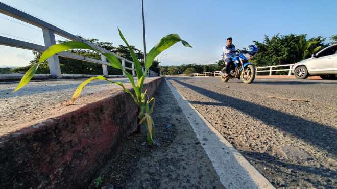 Vegetación ha crecido en agujeros formados sobre el puente, lo que evidencia la falta de mantenimiento. (Foto Prensa Libre: Dony Stewart)