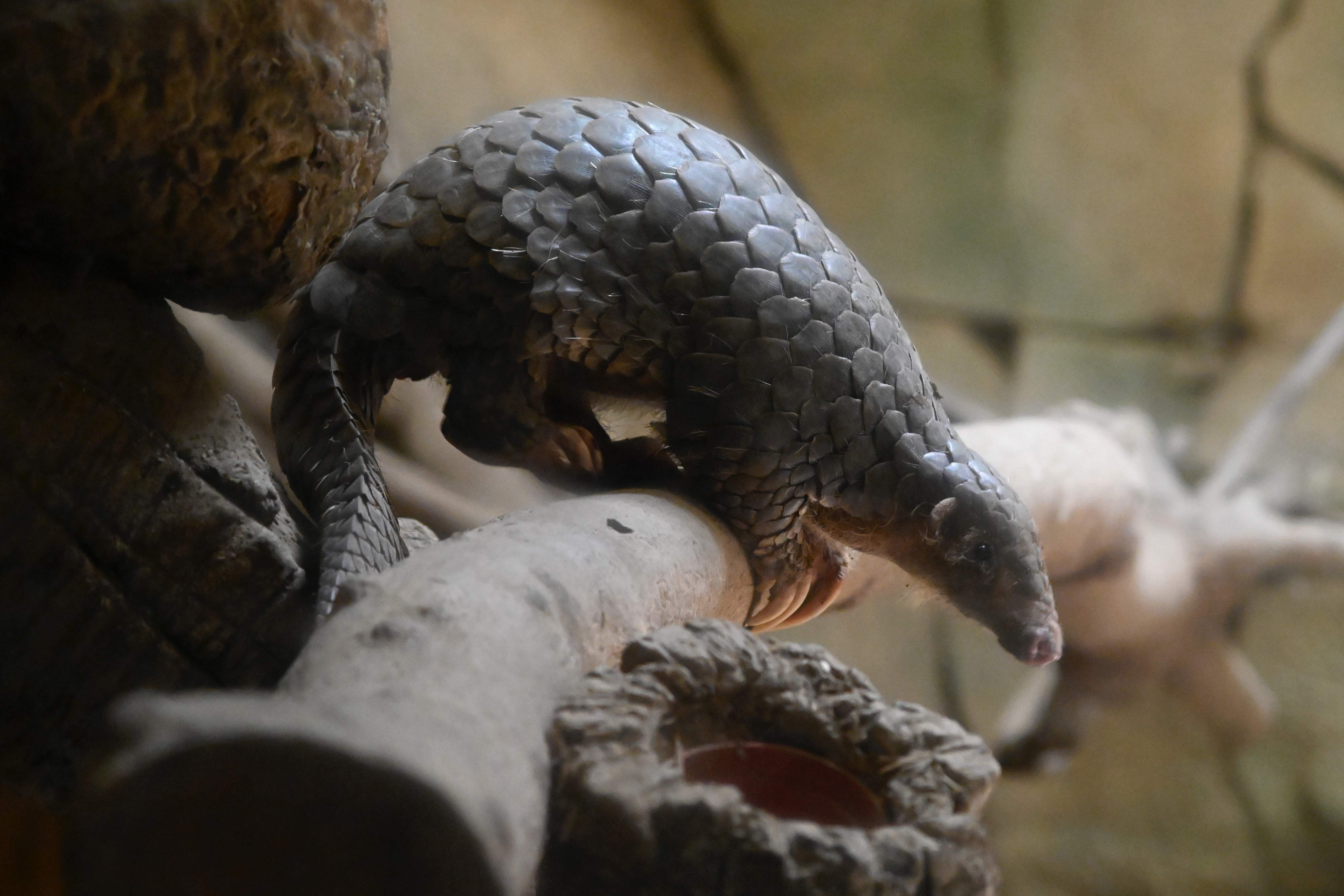 Un pangolín en el zoológico de Taipei, Taiwán. (Foto Prensa Libre: AFP).