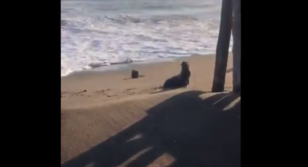 León marino que visto en  el Pacífico Guatemalteco. (Foto tomada del video de @WalterNajeraG)