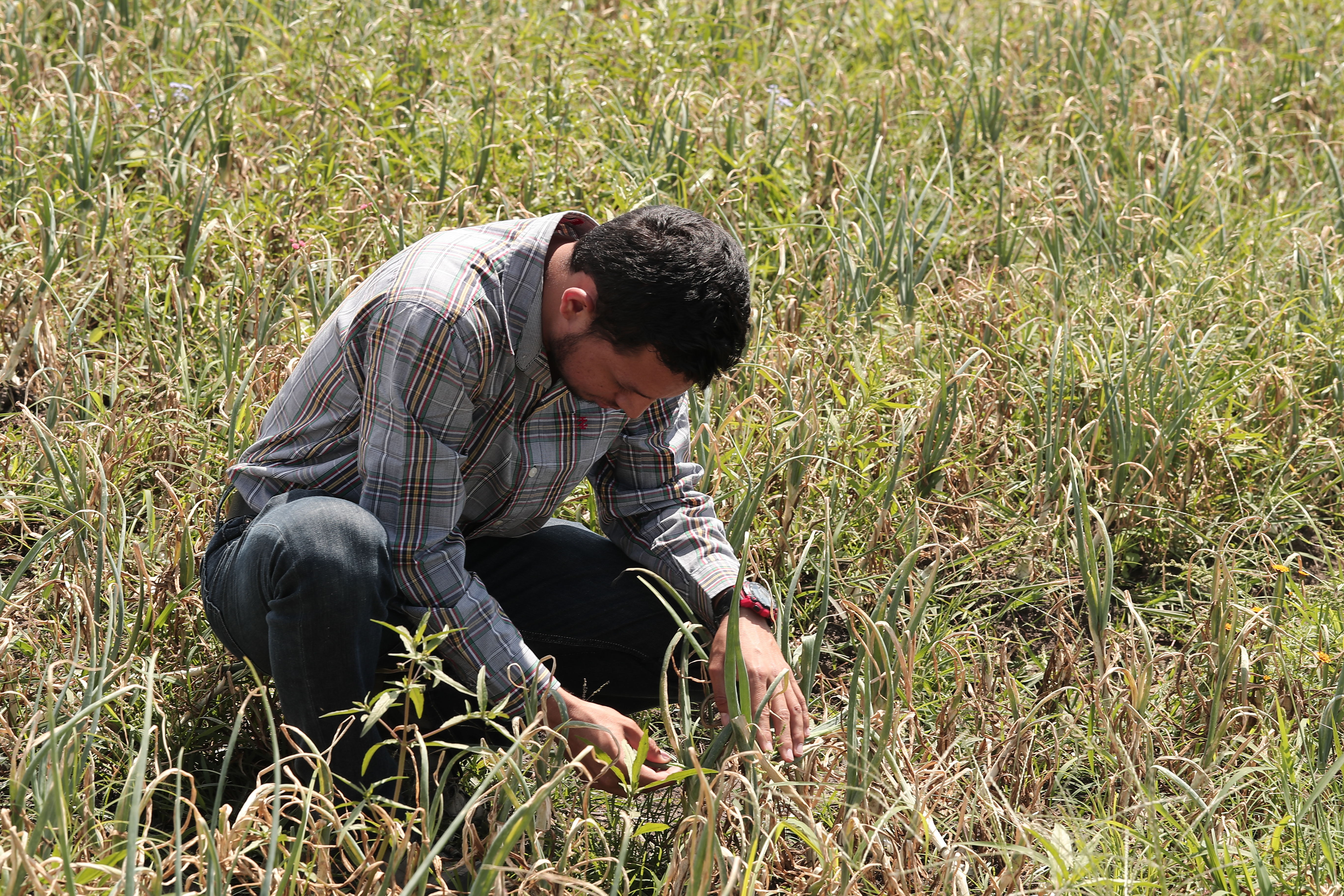 El Insivumeh alertó sobre los efectos del fenómeno de El Niño a la agricultura por la escasez de lluvias. (Foto Prensa  Libre: Hemeroteca) 