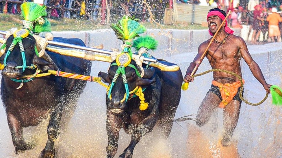 Srinivas Gowda estableció un récord en kambala, una práctica deportiva del sur de India.