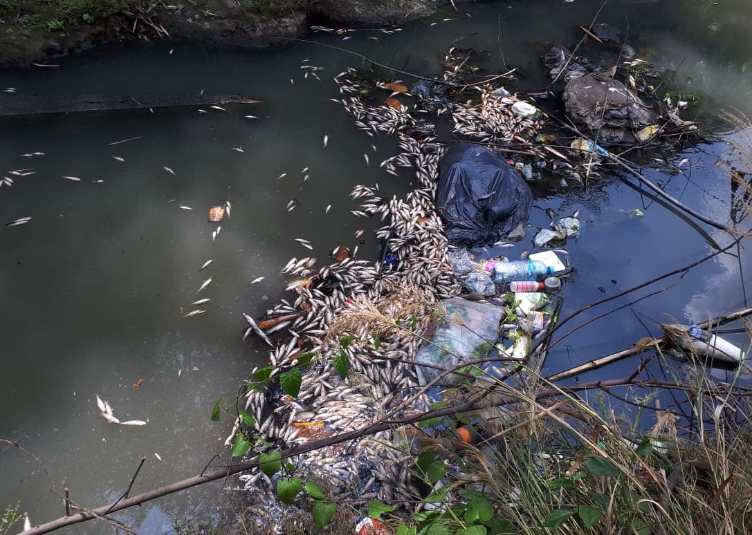 La mortandad de peces causa preocupación a vecinos de las zonas 3 y 4 de Retalhuleu. (Foto Prensa Libre: Cortesía)