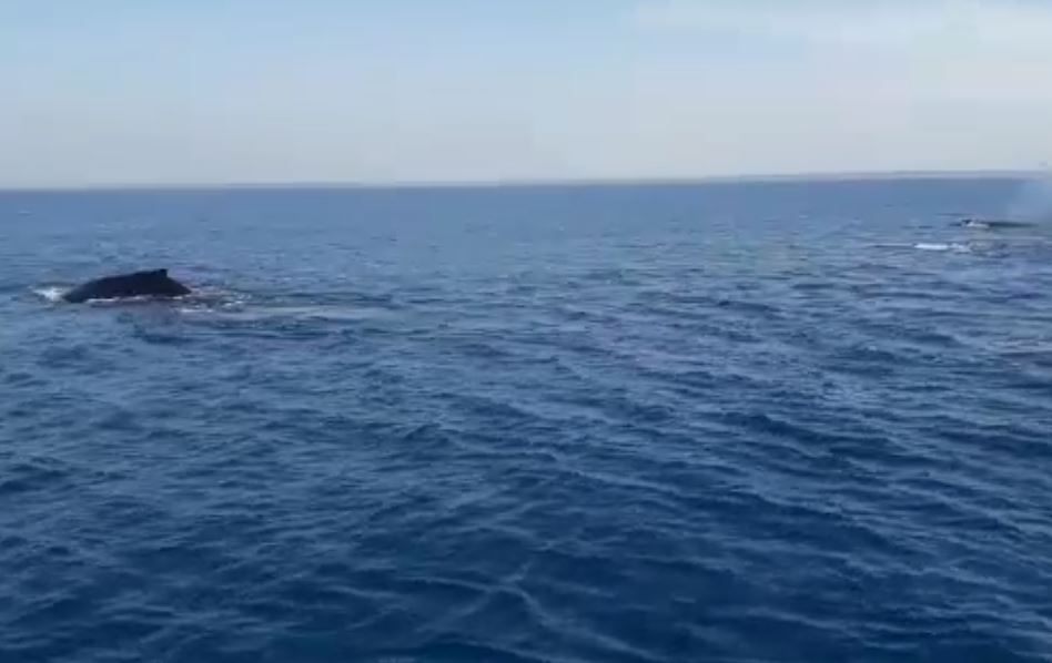 Ballenas en la playa de Chiquimulilla, Santa Rosa. (Captura de pantalla de video del Conap). 