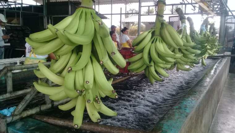 Guatemala cuenta con un potencial para la producción de productos perecederos para dinamizar la economía y las cadenas de valor, según expertos que participaron en un foro que organizó Fundesa. (Foto Prensa Libre: Hemeroteca) 