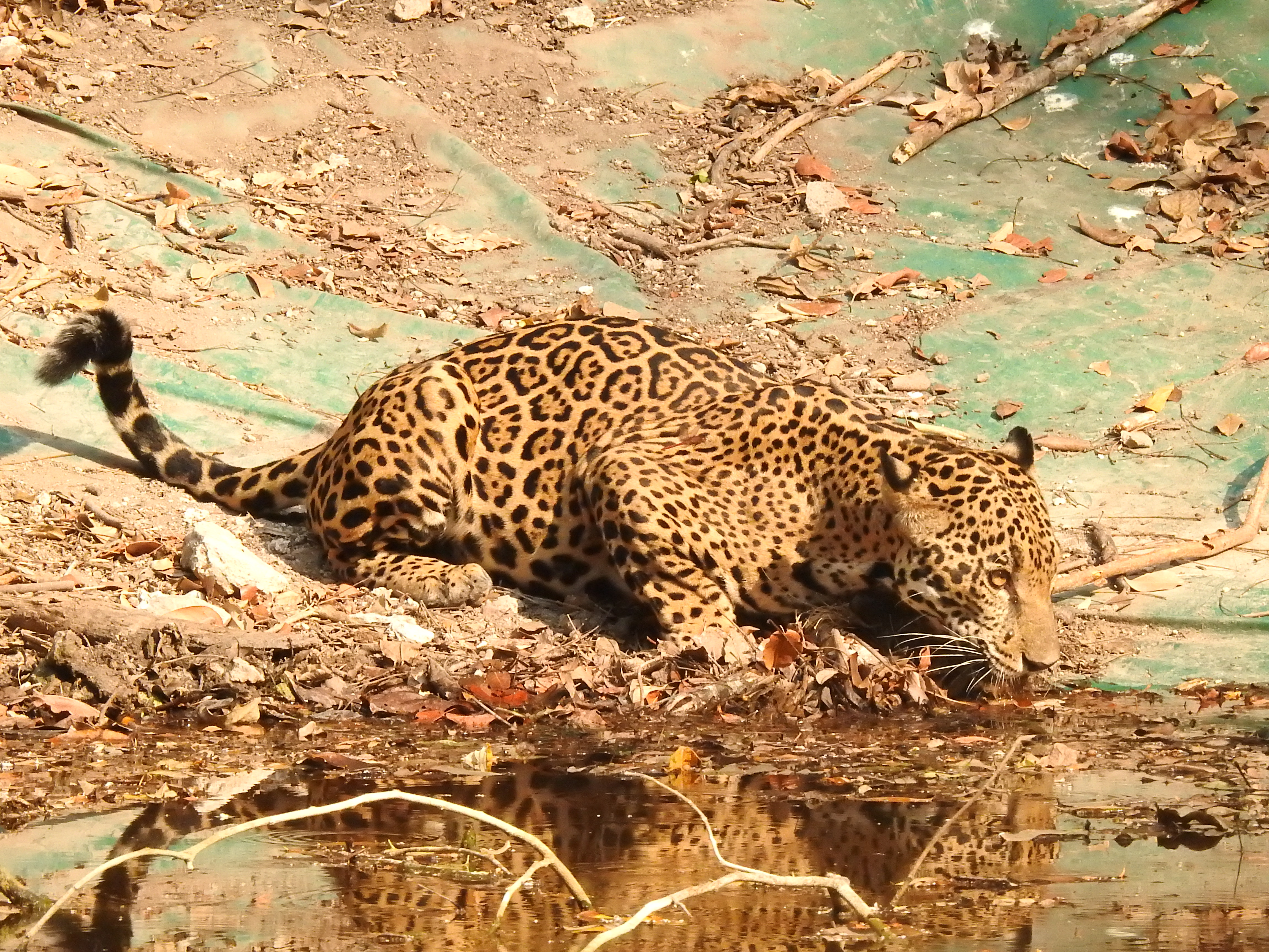 Un jaguar toma agua en una aguada artificial, en un sector del Biotopo Dos Lagunas y Mirador Río Azul, en Petén. (Foto Prensa Libre: Cortesía Francisco Asturias)