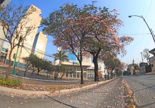 Los colores de las flores de la temporada matizan la ciudad. Foto Prensa Libre: Óscar Rivas