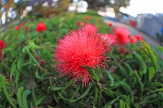 Solo el viento acaricia las flores después de las cuatro de la tarde. Foto Prensa Libre: Óscar Rivas