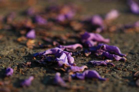 La luz del atardecer resalta el morado de las Jacarandas. Foto Prensa Libre: Óscar Rivas