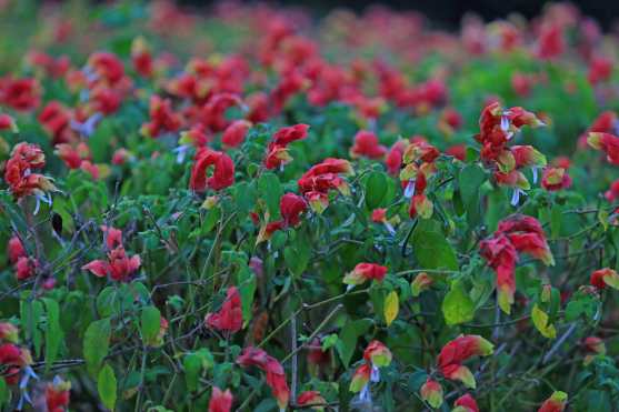 Los arriates de la Ciudad de Guatemala nos muestran diferentes tipos de flores. Foto Prensa Libre: Óscar Rivas