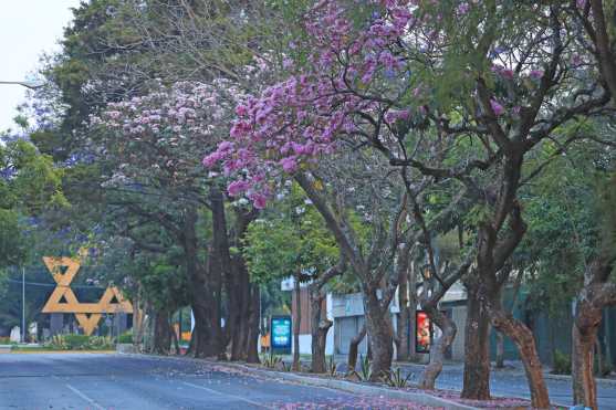 Jacarandas y Buganvilias resaltan en el arriate de la 5ta. Calle, zona 9. Al final se observa la Plaza Israel. Foto Prensa Libre: Óscar Rivas