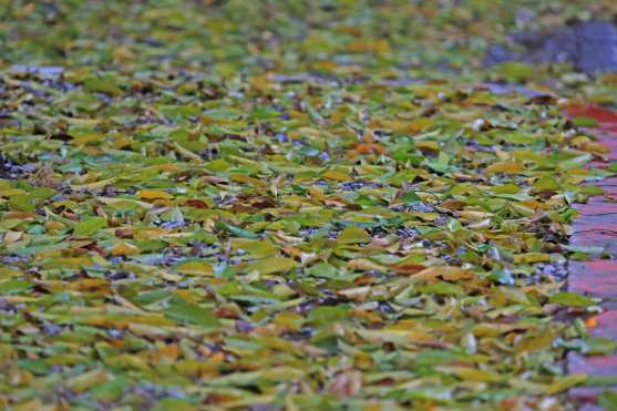 La lluvia hace que caigan más rápido las hojas de los árboles en esta temporada. Foto Prensa Libre: Óscar Rivas