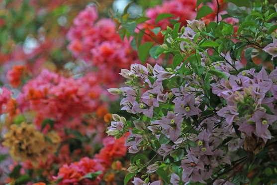 Un solo árbol de Buganvilias puede mostrarnos los diferentes colores de la flor. Foto Prensa Libre: Óscar Rivas