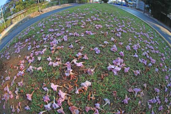 El verde del césped resalta los colores de las flores. Foto Prensa Libre: Óscar Rivas