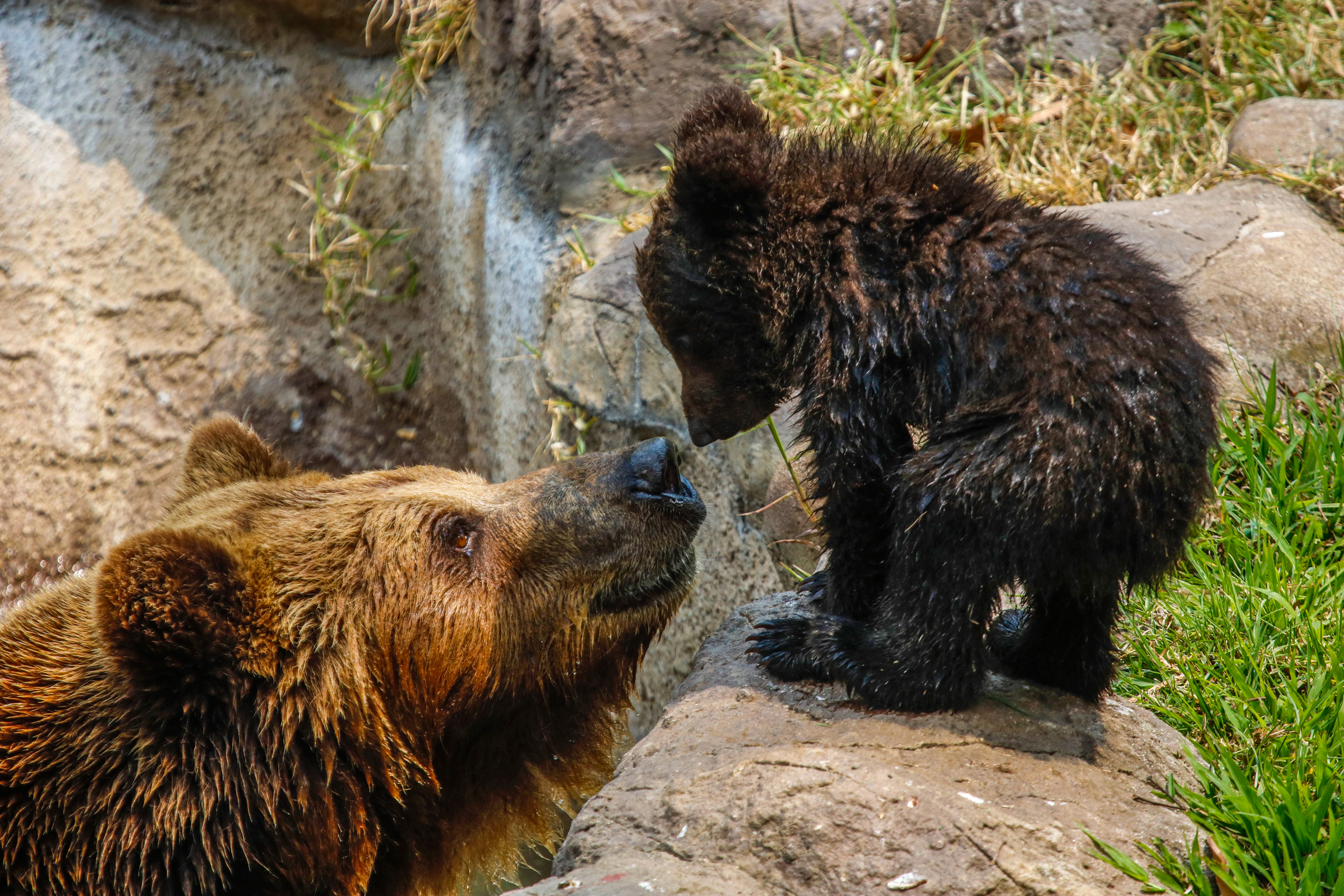 Los osos pardos Prohor y Polina, tuvieron un osezno que ha llenado de amor y ternura las instalaciones del Zoológico La Aurora. Fotografía Prensa Libre: Fernando Cabrera