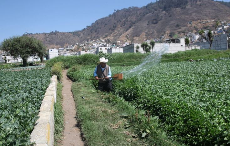 Especialmente bajaron las ventas relacionadas a hoteles, restaurantes y sector turístico, a quienes se les venden vegetales especializados como tomate manzano, espárrago, carne de cerdo y res. (Foto Prensa Libre: María Longo)