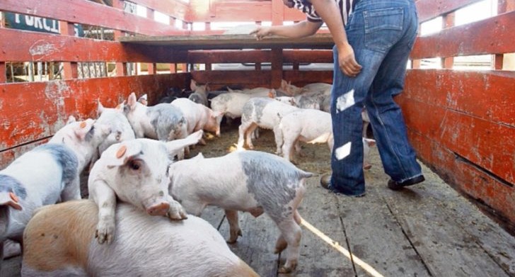 Centroamérica mantiene alerta regional por el aparecimiento de un brote de fiebre porcina africana. (Foto Prensa Libre: Hemeroteca) .