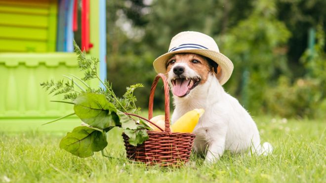 "Es posible alimentar a un perro con una dieta vegetariana, pero es mucho más fácil equivocarse que hacerlo bien", según la presidenta de la Asociación Británica de Veterinarios. Pero el caso de los gatos es mucho más complejo. GETTY IMAGES