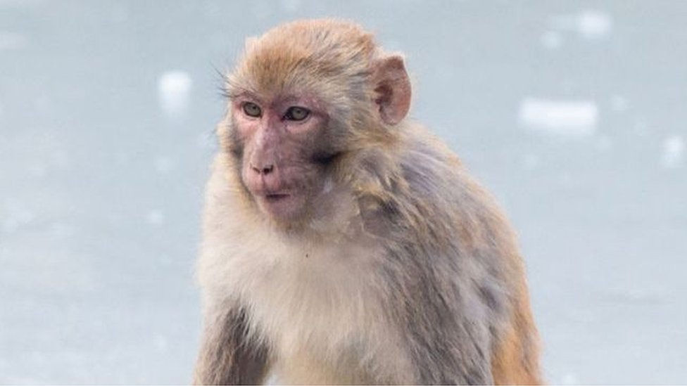 Monos Rhesus tuvieron resultados alentadores en pruebas de ensayo de vacunas contra el coronavirus. GETTY IMAGES