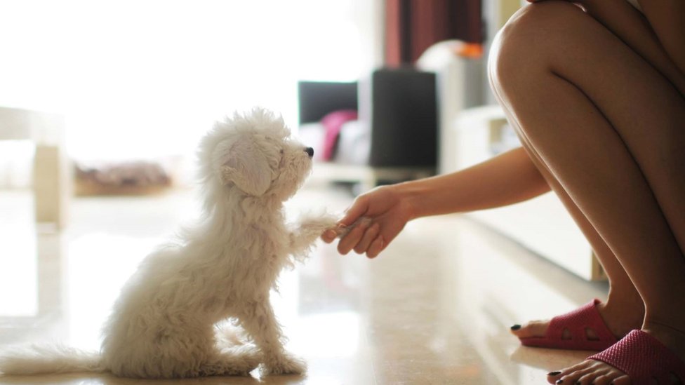 ¡Hello, perrito! ¿Has tenido que interactuar con mascotas o bebés en un idioma del que no eres nativo? ¿Cómo te sentiste? Foto:Getty Images