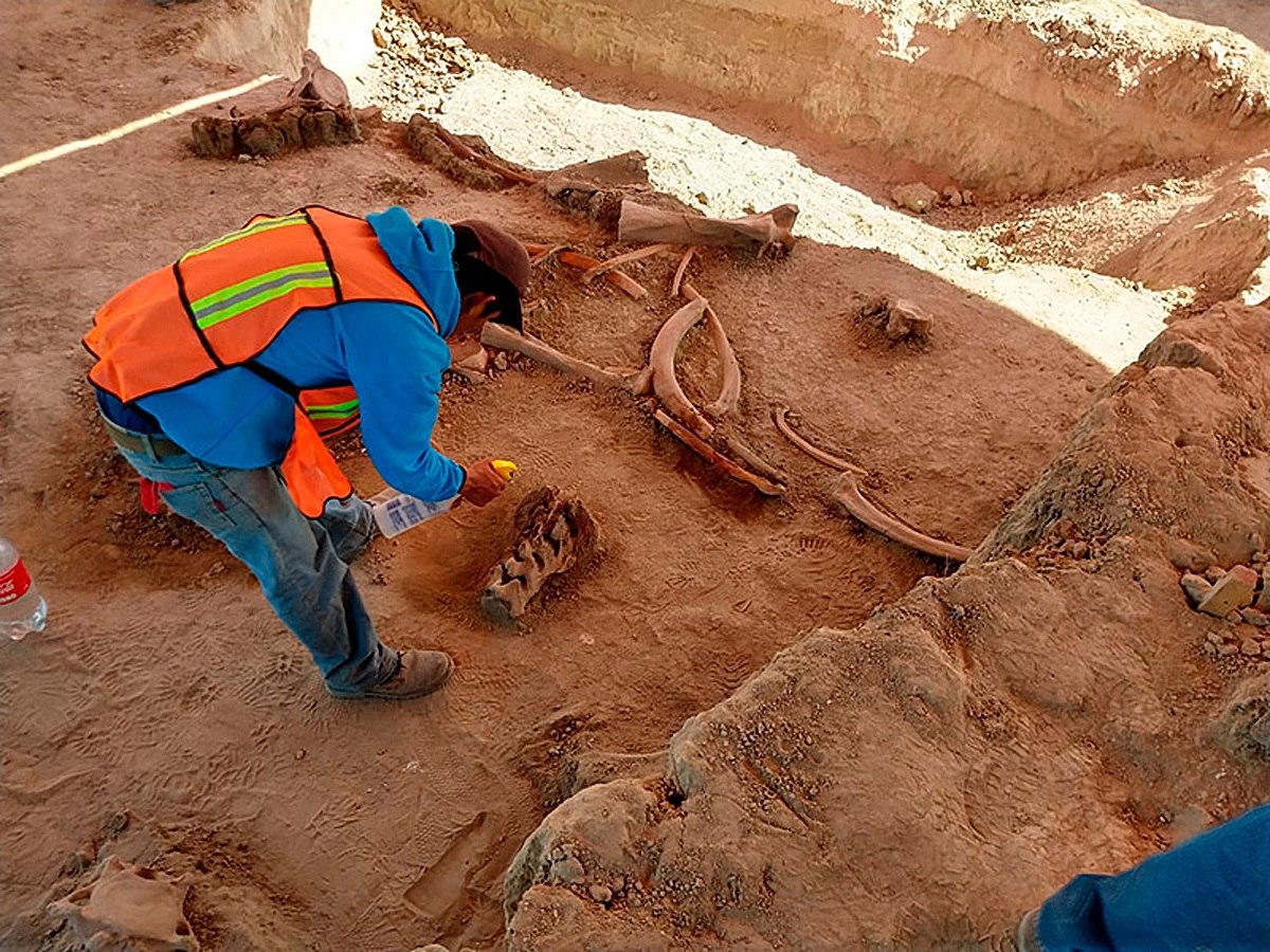 Los restos de al menos 60 mamuts hallados en las obras del futuro aeropuerto de Ciudad de México permitirán estudiar su extinción e interacción con humanos, explicó este viernes a Efe el coordinador nacional de Arqueología del Instituto Nacional de Antropología e Historia. (Foto Prensa Libre: EFE)