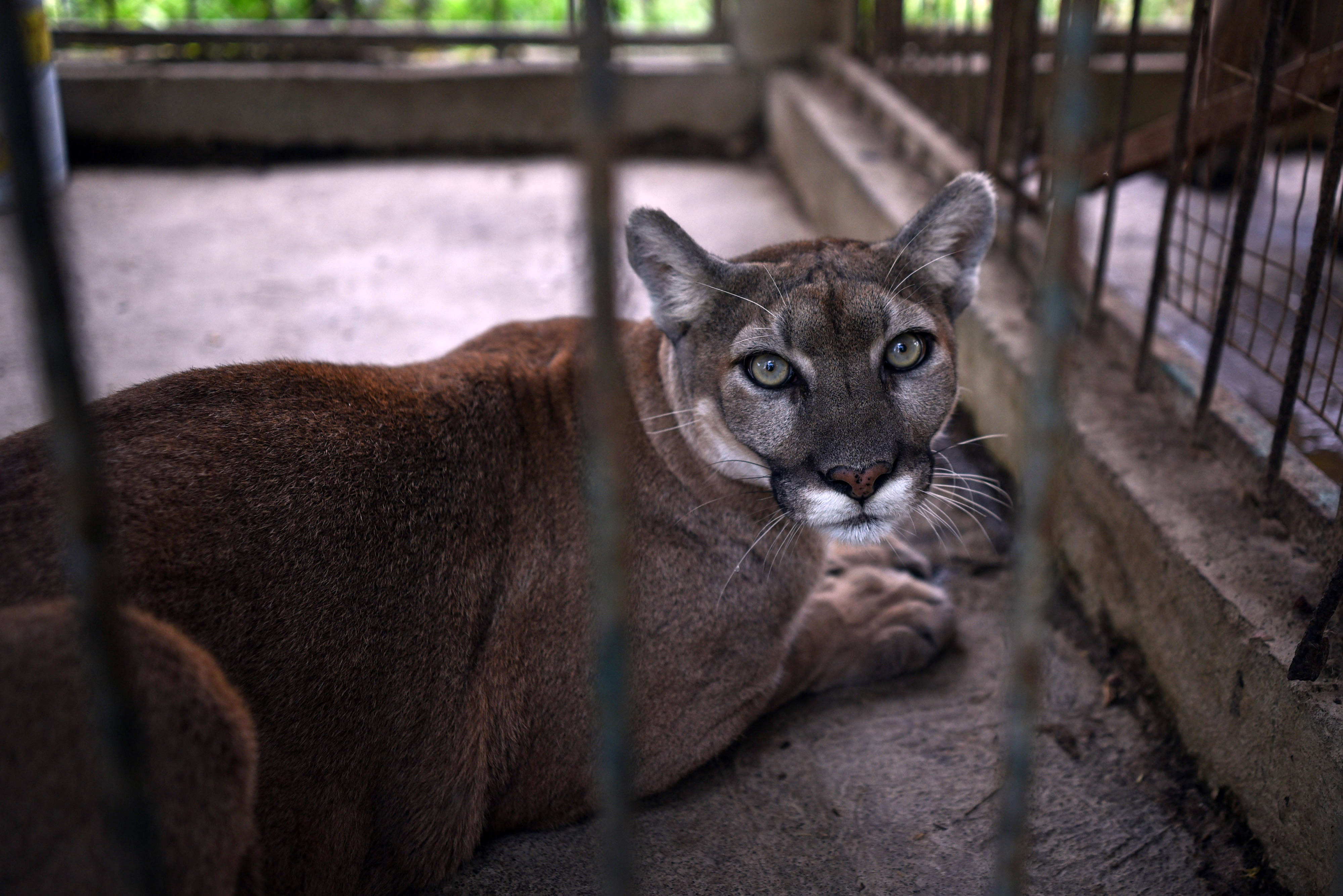 Fotografía de un puma