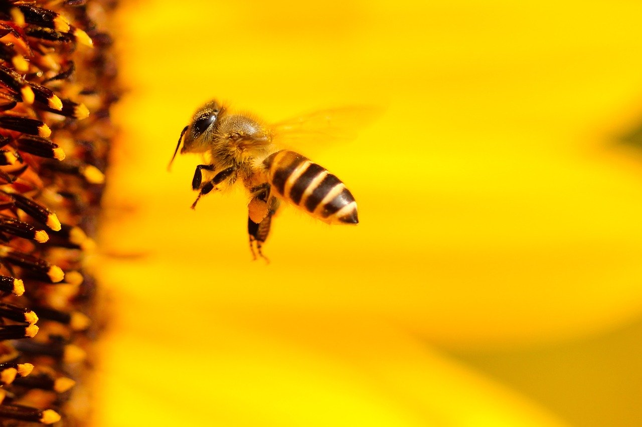 Una de las mejores formas de apoyar la conservación de abejas es sembrando plantas para la polinización. (Foto Prensa Libre: Pixabay).