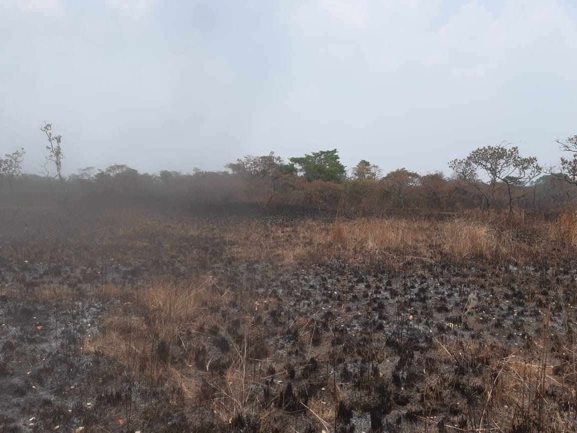 Al menos 19 incendios forestales continúan activos en Petén. (Foto Prensa Libre: Conred)