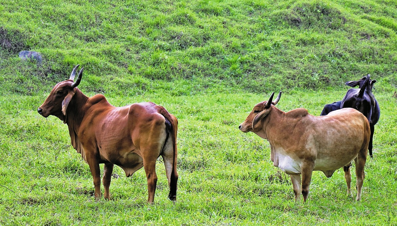 De acuerdo con un estudio de la Universidad de Texas, la ganadería ligada al narcotráfico es una de las principales causas de la deforestación en la Reserva de la Biosfera Maya, en Petén. (Foto 