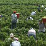 remesas migrantes trabajando