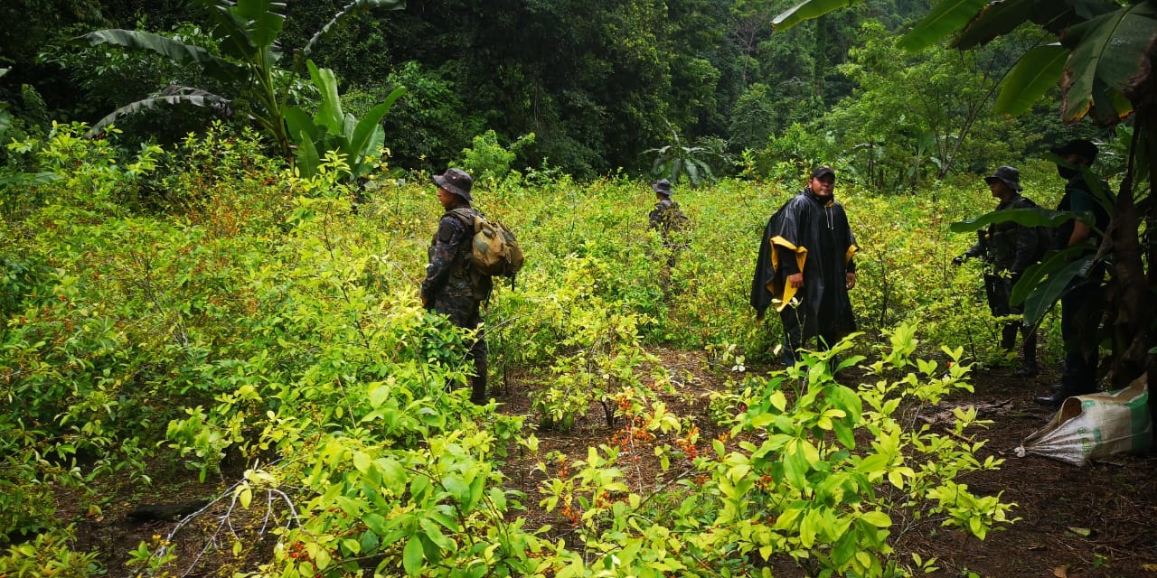 Plantación de hoja de coca localizada en Lívingston, Izabal, para la producción de cocaína en laboratorio clandestino. (Foto Prensa Libre: Cortesía) 