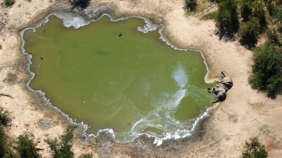 Más de 300 elefantes aparecieron muertos en Botsuana en los últimos dos meses